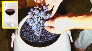 How to make red wine [upl. by Anitsyrhk921]