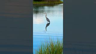 The Most Elegant PredatorGreat Blue Heron birds shorts [upl. by Pacificia]