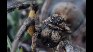 Araña Lobo Lycosidae Arañas Argentinas Tarántulas Argentinas Araña Lobo Argentina [upl. by Mildrid]