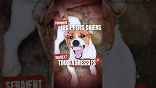 POURQUOI les PETITS CHIENS seraient tous AGRESSIFS [upl. by Anadroj637]