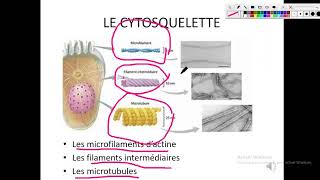 Chapitre 4 Physiologie de la membrane plasmique [upl. by Adnahcir896]