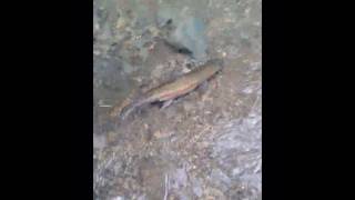 Small Steam Fly Fishing Oct 2019 Pt 2 sightfishing [upl. by Blasien]