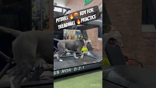 Bhaga apna pitbull 🔥🤬⚡️ pitbulldog doglover pitbulldoglover pets dogbreed dog shorts yt [upl. by Tenneb]