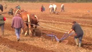 Heavy Horses at the Memorial Ploughing Match 2019 [upl. by Afnin]