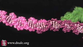 Mechanism of Recombination [upl. by Etnovahs]