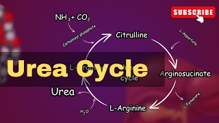 Urea cycle Explained Urea cycle biochemistry  conversion of Ammonia into Urea [upl. by Maidie398]