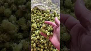 Cascade Hops Freshly Picked and Dried September 2024 [upl. by Canotas]