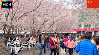 🇨🇳【HDR 4K】Shanghai Spring Walk  Cherry Blossoms in Hongkou Football Park  上海 March 2021 [upl. by Ennovart840]