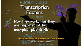 Transcription Factors  how they work amp 2 examples p53 amp E2F [upl. by Kris555]