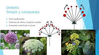 Video N°8 Inflorescencia [upl. by Lundquist]