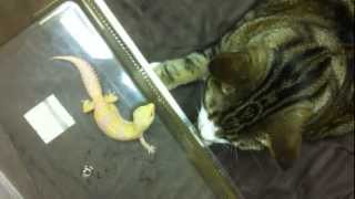 OMG CAT EATS GECKO wtf [upl. by Immac]