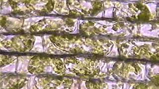 Plasmolysis of Elodea cells [upl. by Charita]