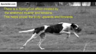 Sprint Actions of the Dog and Biomechanics of the Dog While Running [upl. by Rempe]