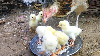 Aseel baby chicks eating food with mother hen chicken chicks eating food 03456218 [upl. by Nekial685]