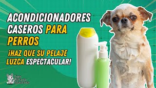 ACONDICIONES CASEROS PARA PERROS ¿Cómo hacerlos [upl. by Luther]