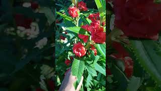 flowers🥰seeds at homegarden trending youtube ytshorts subscribe yashikagarden [upl. by Leummas]