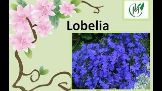 Lobelia  Vivero Marra [upl. by Saffier396]