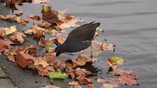 Moorhen turning over fallen leaves [upl. by Isman]