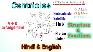 Centrioles Structure and Functions  90 arrangement in Centrioles or Diplosomes  Centrosomes [upl. by Lamee]