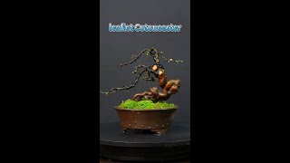 leaflet Cotoneaster bonsai moldmaking [upl. by Robby]