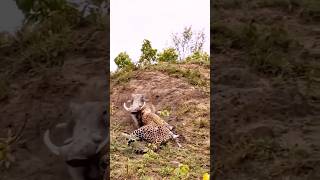 leopard vs Warthog  cheetah and boar animals shorts wildlife [upl. by Htezzil273]