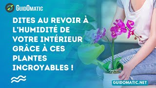 👉 Dites au revoir à l’humidité de votre intérieur grâce à ces plantes incroyables [upl. by Bibeau]