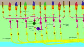 anaxonic neurons [upl. by Narud]