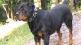 Rottweiler big dog Rottie Vicious Rott Presented by Mary the Supergranny [upl. by Jacky]