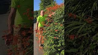 Invasive Crocosmia monbretia invasivespecies gardening permaculture adventure explore [upl. by Shaughn]