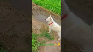 Rubby at farm doglover shoryoutube shorts [upl. by Hplodur216]