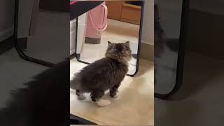 quotGlass Encounter Watch as this curious cat reacts hilariously to its №own reflectionquot [upl. by Ahsienyt]