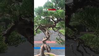 Bonsai Cemara Sinensis Juniperus Chinensis bonsaitree balakacida shorts short [upl. by Hyps481]