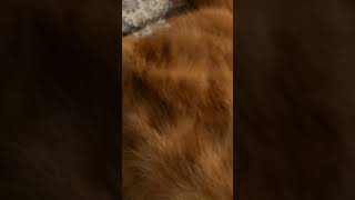 Hes so smoochy❤️❤️🥹😻 music song viralvideo cute cuteecats funny shortsviral shorts ytshort [upl. by Holzman555]