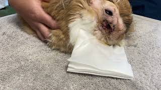 Post operative care of abscess marsupialisation [upl. by Weslee]