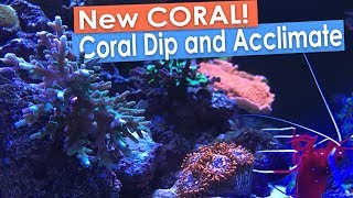 New Coral Frags Coral RX Dip and Coral Acclimation [upl. by Ecirtam894]