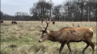 Richmond Park in Winter [upl. by Anauqcaj]