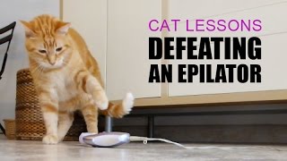 Cat Defeating an Epilator [upl. by Artemisia]