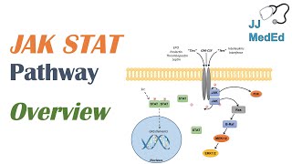 JAKSTAT Signaling Pathway [upl. by Gnirps662]