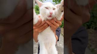 Dont touch my cat 😼😈🫣🐈cat catlover catvideos meow kitten kitty foryou trending [upl. by Yedoc919]