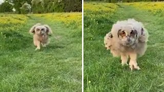 Owl Running for his breakfast [upl. by Nadoj]