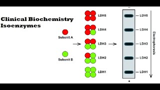 Clinical Biochemistry Isoenzymes [upl. by Ernest]