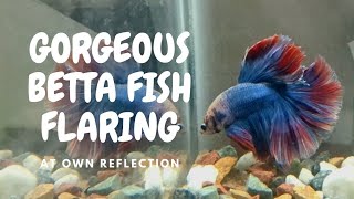 Betta Fish Flaring Vibrant coloured fighter fish [upl. by Zuleika326]