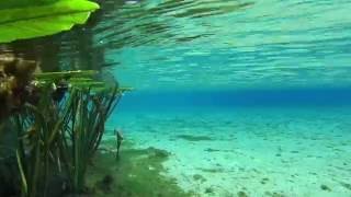 Top 5 Crystal Clear Florida Springs [upl. by Dougie]