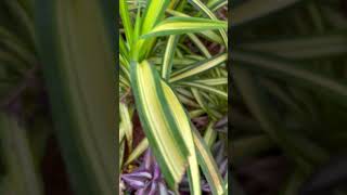 Pandanus Plan पांडनसpandanus plants garden [upl. by Elleron18]