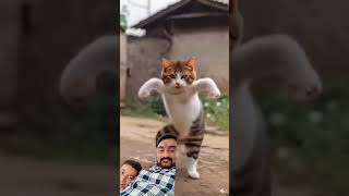 Watanyacha gol dana tana tana songs comedy funny cartoon cats dancevideo [upl. by Sset708]