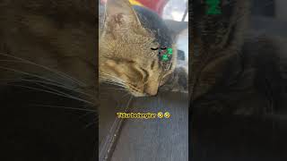 Kucing Jalanan Ku berdengkur cat kucing catlover kucingjalanan streetcats fyp [upl. by Ahsiam]