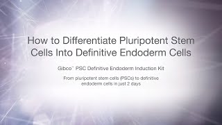 How to induce pluripotent stem cells in to definitive endoderm [upl. by Tail]