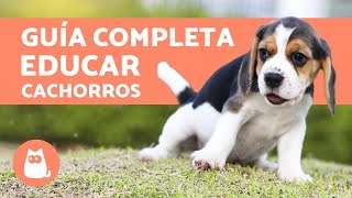 ¿Cómo educar a un cachorro [upl. by Varuag]