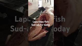 Lapulapu fish sudan for today shortvideo youtube shorts [upl. by Lednam155]