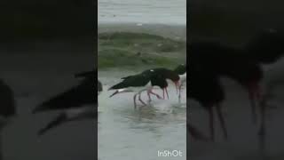 oystercatchers are hilarious 🤣 [upl. by Akiret]